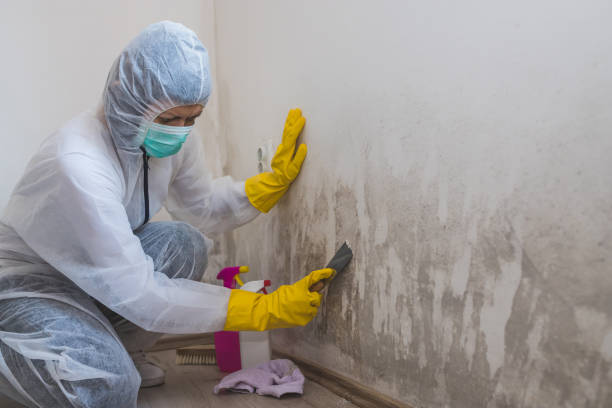 Best Comprehensive Air Testing for Mold Contaminants  in Bonny Doon, CA