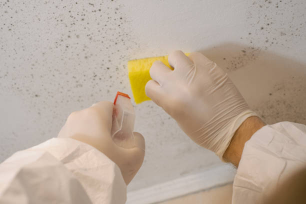 Mold Documentation for Insurance Claims in Bonny Doon, CA