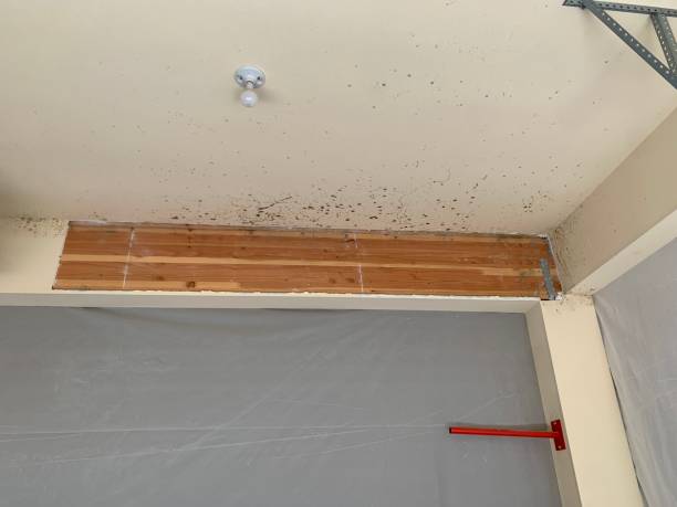 Best Mold Documentation for Insurance Claims  in Bonny Doon, CA
