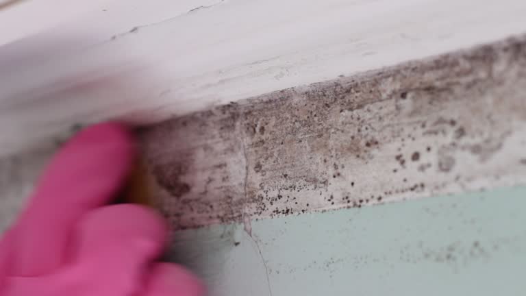 Best Mold Odor Removal Services  in Bonny Doon, CA
